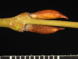 Salix purpurea. Inflorescence bud scales showing dark veins and a flattened apiculus
 Image: D. Glenny © Landcare Research 2020 CC BY 4.0